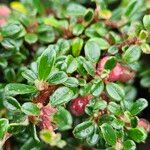 Cotoneaster microphyllus 叶