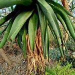 Aloe marlothii Yaprak