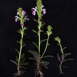 Pedicularis bifida Habit