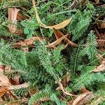 Achillea nobilisᱥᱟᱠᱟᱢ