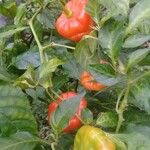 Capsicum chinense Fruto