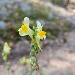 Linaria vulgarisFlor