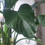 Alocasia wentiiFolha