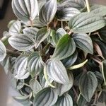 Peperomia albovittata Leaf