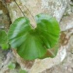 Adiantum reniforme Лист