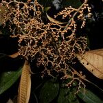 Miconia punctata Natur