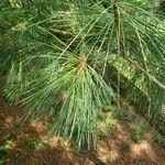 Pinus × holfordiana Ліст