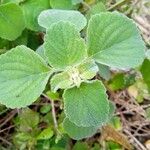 Dicliptera brachiata Leaf