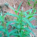 Celosia argentea 叶