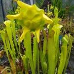 Sarracenia flavaBlodyn