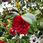 Camellia japonica 花