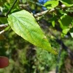 Clinacanthus nutans Leaf