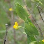 Lathyrus aphaca Fuelha