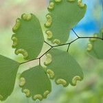 Adiantum poiretii Leaf