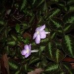 Episcia lilacina Hábito