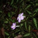 Episcia lilacina Costuma