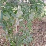 Albizia adinocephala Feuille