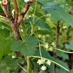 Ribes nigrum Flower