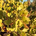Arctostaphylos patula Leaf