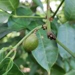 Protium glabrum Fruit