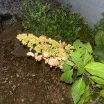 Hydrangea paniculata花