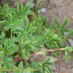 Alchemilla pentaphyllea Övriga