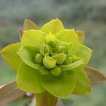 Euphorbia nicaeensis Cvet