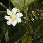 Bellucia grossularioides फूल