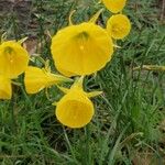 Narcissus bulbocodium 花