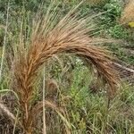 Elymus canadensis Fruit