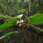 Begonia poculifera Natur