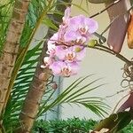 Papilionanthe teres Çiçek
