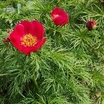 Paeonia tenuifolia Habitus