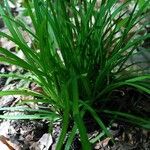 Carex digitata Φύλλο