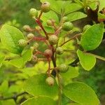 Zanthoxylum americanum Плод