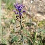 Muscari matritense Fiore