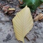 Ulmus laevis Blad