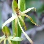 Habenaria tridactylites Квітка