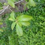 Quercus pontica Blatt