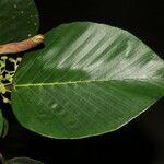 Coussapoa villosa Blad