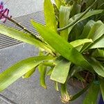 Aechmea gamosepala 葉