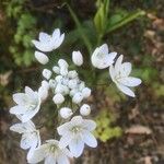 Allium massaessylum Fleur