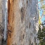 Eucalyptus cladocalyx Bark