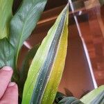 Aspidistra lurida List