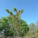 Acrocarpus fraxinifolius Ravina
