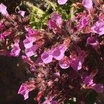 Teucrium chamaedrys Flower