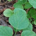 Smyrnium perfoliatum Leaf
