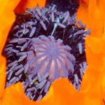 Papaver orientale Flor