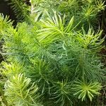 Euphorbia cyparissias Blad