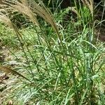 Miscanthus sinensis عادت داشتن